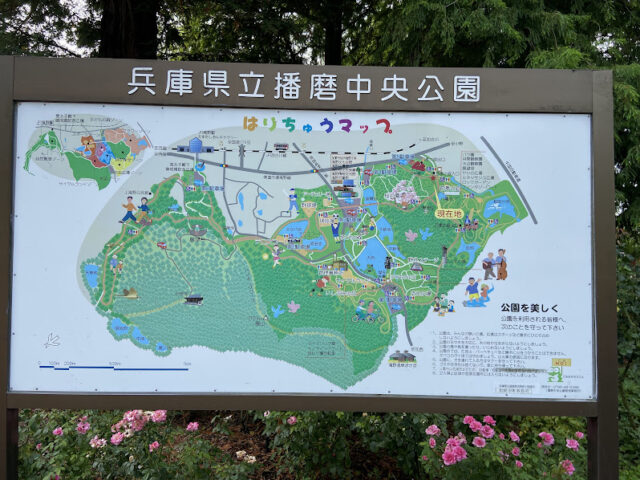 播磨中央公園のおすすめゾーンは？自転車コースと注意点も紹介！